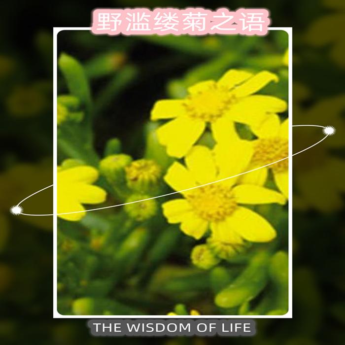 野滥缕菊之语--赏雪-佚名