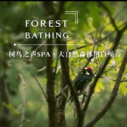 SPA大自然白噪音丨冥想+瑜伽+助眠--茜茜吖-