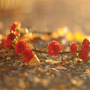 红歌--主播四川传媒3_10932467-佚名