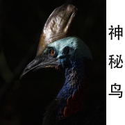 神秘鸟--浅思-佚名