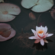 江南 各版本 | 枕边轻音--助眠解压纯音乐-佚名