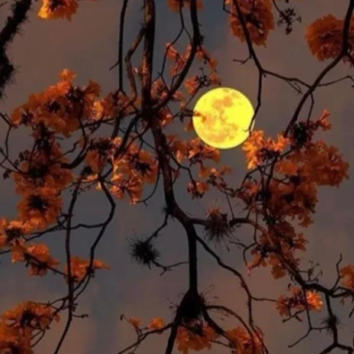 悦音畅享--春暖花开F-佚名