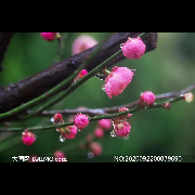 夜语-新言767307832-新言767307832-佚名
