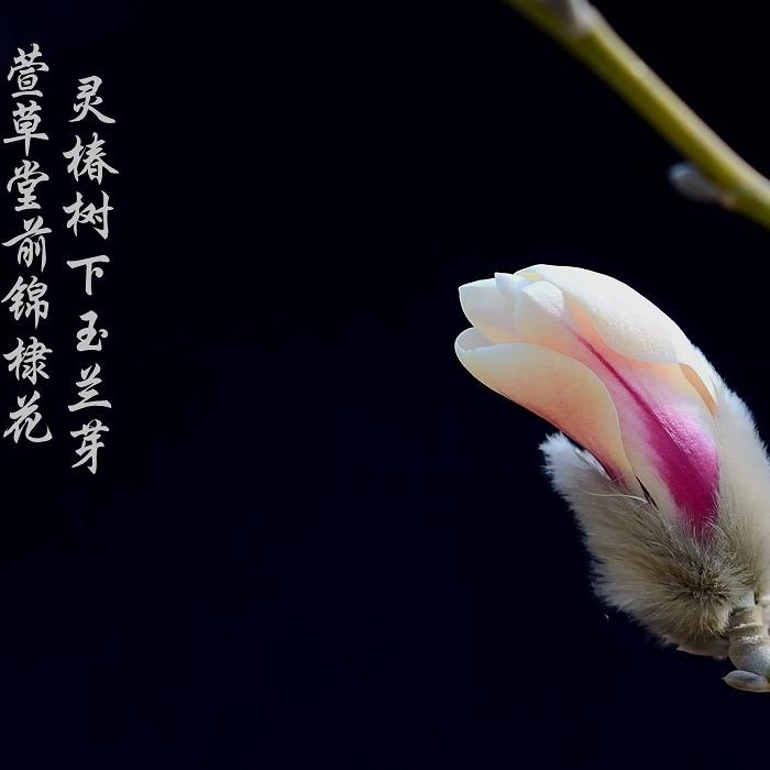 蓍衍之声--泽诗妍雯-佚名