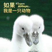 -佚名-主播優揚，小小優趣