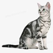 猫眼看世界--猫眼看世界-