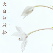 大自然放松 - 森林音乐和海浪声音为了家庭和宝宝休息--宝贝歌曲-佚名