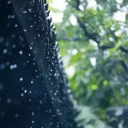 催眠-雨的声音--茂林修竹-