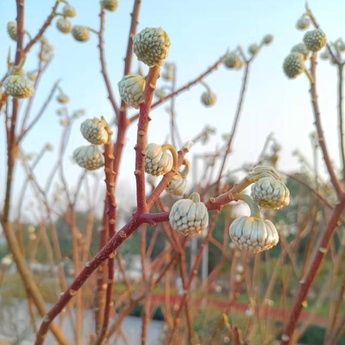 成语故事--绿豆炒芝麻-