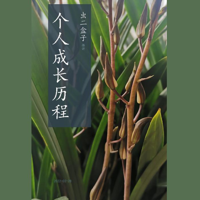 虫二盒子成长历程--虫二盒子-佚名