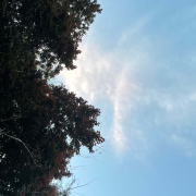 蓝天-极地有声-维C橘2-
