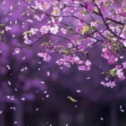 梦里花 多版本｜助眠纯音乐--沐九儿-佚名