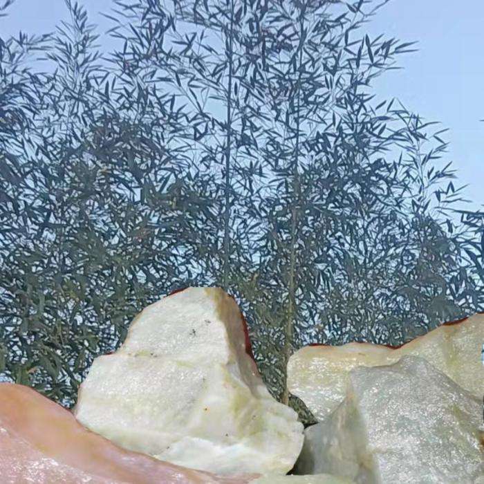 玉竹教学普通话练习--玉成-佚名