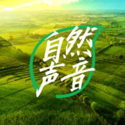 自然之声 田野声音 大自然的声音 白噪音--主播云上-
