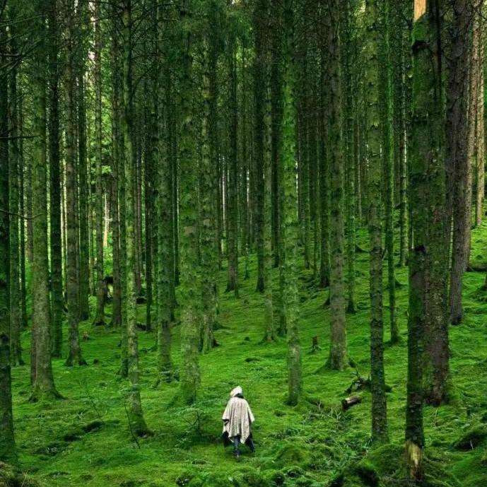 声临奇境：自然助眠解压大师（沉浸式高音质立体声）--助眠哄睡专区-佚名