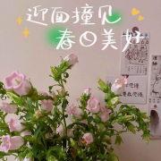 读书会-不三酱-不三酱-佚名