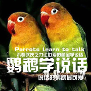 鹦鹉学说话|萌宠必备|鹦鹉学习必备|准备学说话的鸟类必备--盒子有话-佚名