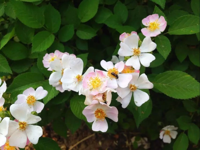 不平等的爱情--佚名-佚名