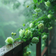 芳华有声--默咏芳华-佚名