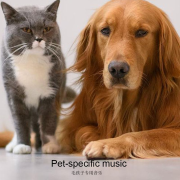 宠物音乐|缓解紧张|助眠|铲屎官必备|各种犬猫小宠物必备--盒子有话-佚名