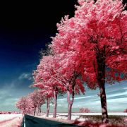 音药|五音疗疾|养心疏肝|缓解焦虑--阿莫音乐-佚名