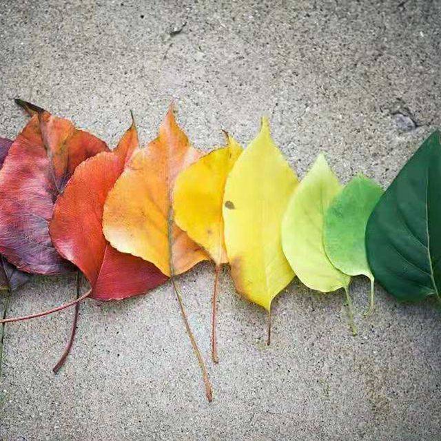 走出抑郁症焦虑症强迫症|心理治愈课|（四-佚名-重塑心灵心理训练中心