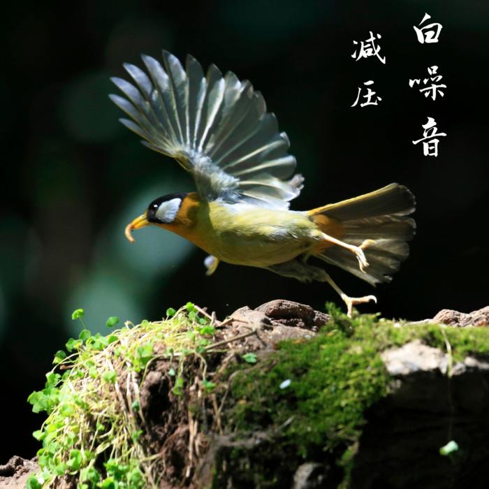 白噪音的疗愈世界--书冉-佚名