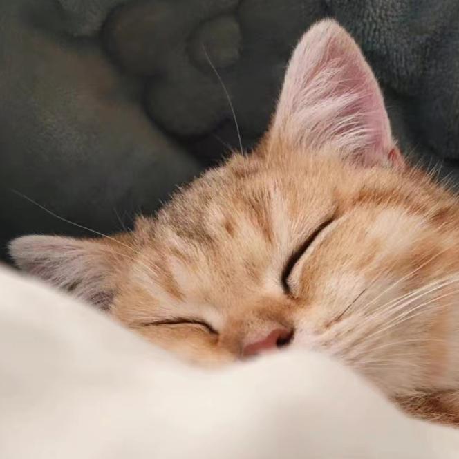 成人睡前故事/路上故事/各种随手录--章鱼烧猪毛-佚名