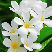 弟子规与佛法的修学-佚名-水