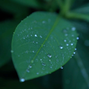 雨声白噪音助眠|大自然|下雨声|深度睡眠|冥想疗愈-萤火虫音乐-萤火虫音乐-佚名