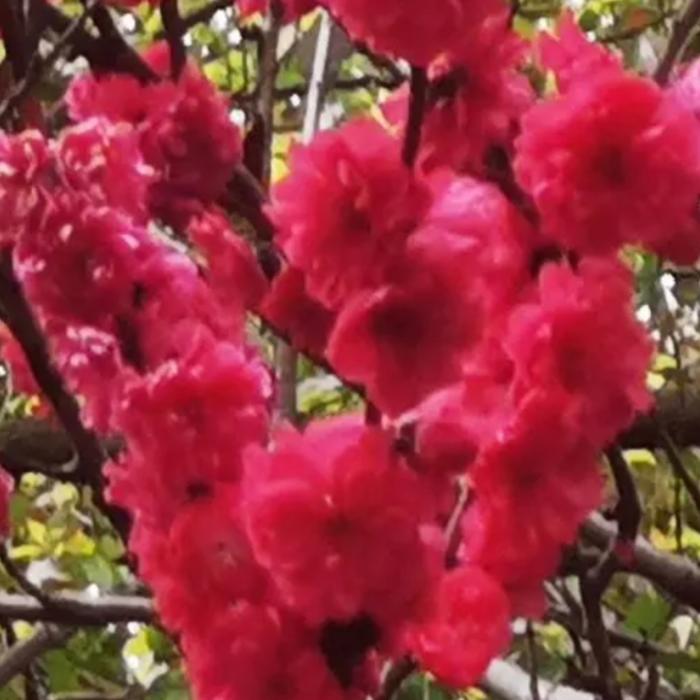 孟婆语～有声～情感～伤感～爱情～原创--桃花千古情-佚名