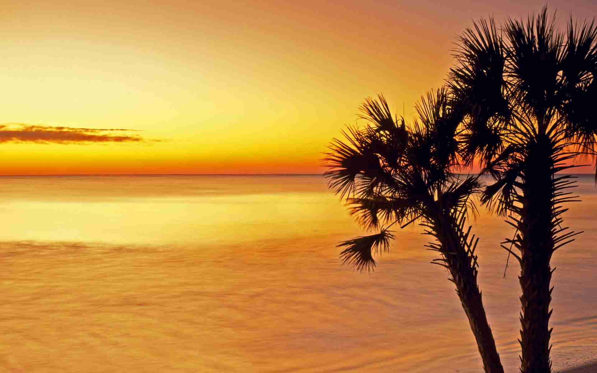 为你读诗|现代诗欣赏--老树-佚名