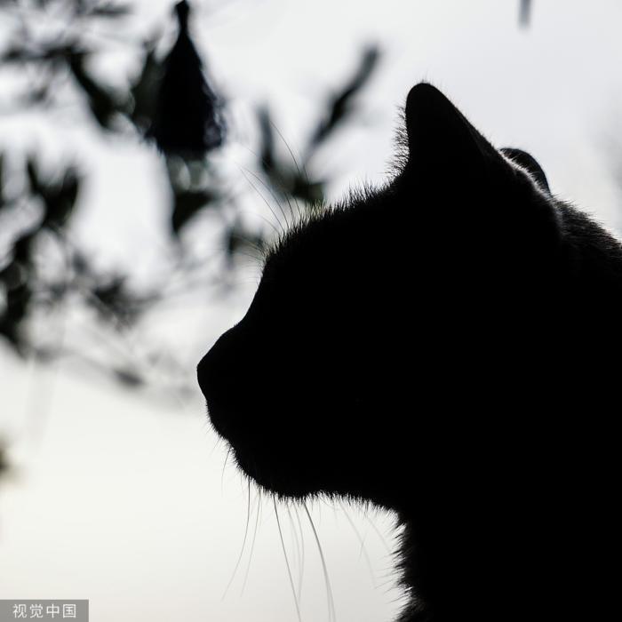 回到过去变成猫-佚名-赤月-猫王
