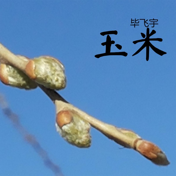 玉米