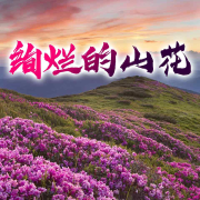 绚烂的山花-马秀萍-游兮创意文化