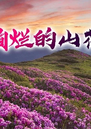 绚烂的山花-马秀萍-游兮创意文化