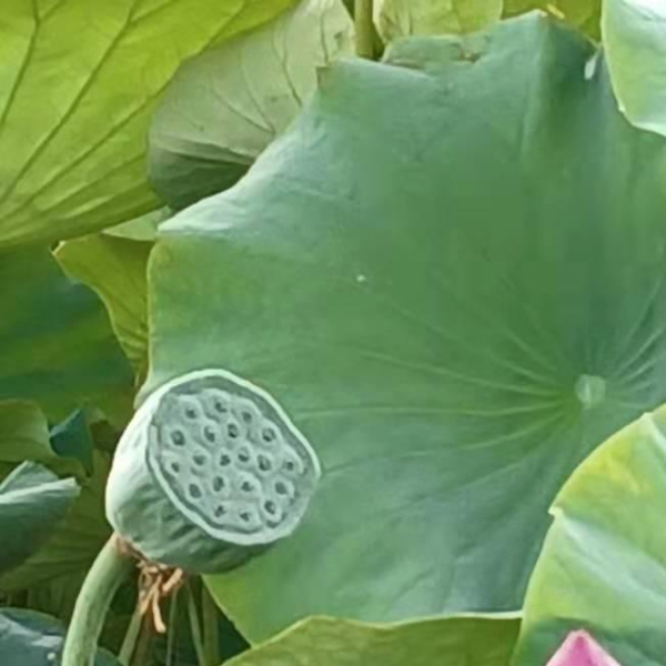 宋词一百首