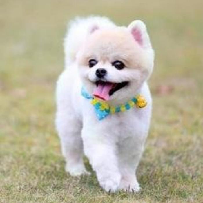 科学养犬小知识-佚名-流魂街