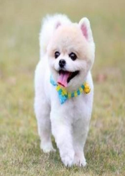 科学养犬小知识-佚名-流魂街