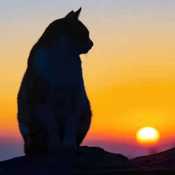 猫咪电波