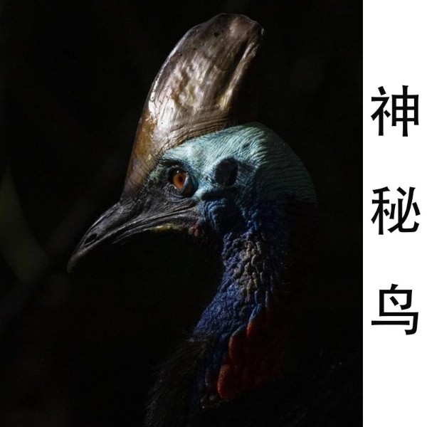 神秘鸟