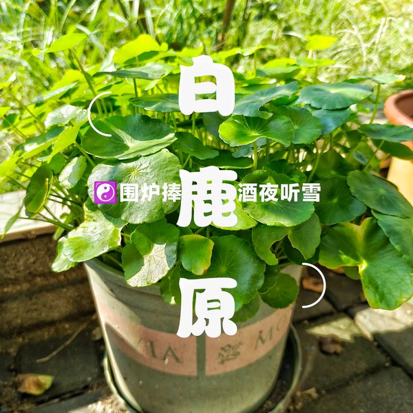 黑娃与田小娥|白鹿塬