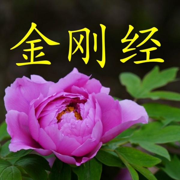 金刚经|心经|睡前必听|立夫读经|金刚经读诵