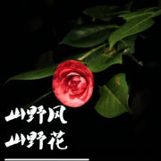 山茶花--主播兵宝-佚名