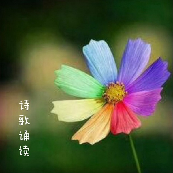 林徽因经典作品欣赏