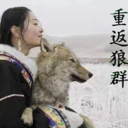 重返狼群--十八子老男人-佚名