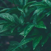 大自然声音助眠 | 深度睡眠白噪音 大自然的温柔馈赠