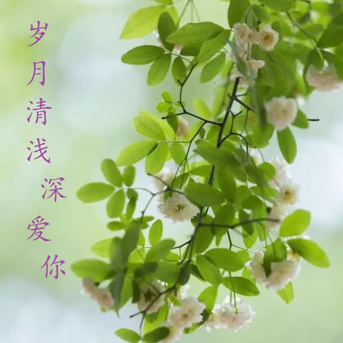 岁月清浅深爱你-佚名-加点蜂蜜