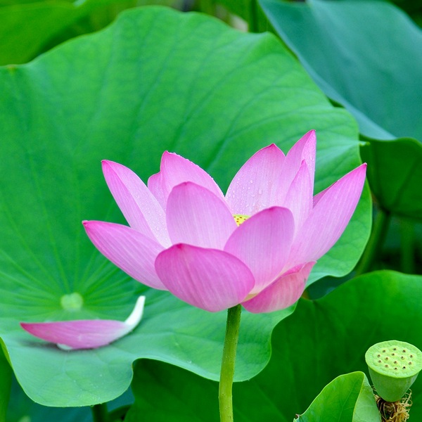 绍兴莲花落