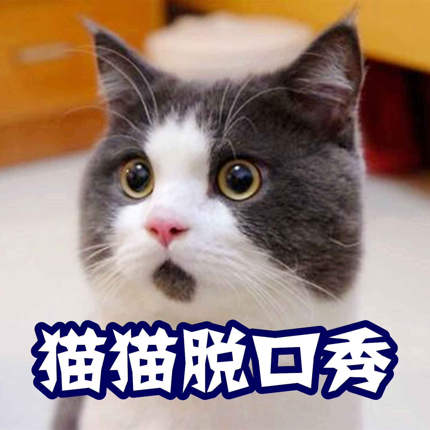 【猫猫脱口秀】-猫猫村长哟-猫猫村长-佚名